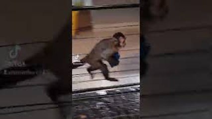 Pet Monkey Steals Cell Phone