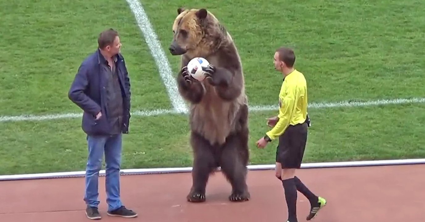 Russland: Bär eröffnet Fußballspiel und sorgt für heftige Reaktionen