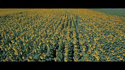 Bol Şans - Yeni Fragman