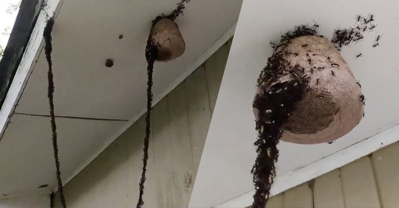 Ameisen stürmen und plündern ein Wespennest