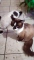 El Gato Chocolate y su amigo el gato pernanca comparte la comida en el mismo plato son amigos y se quieren mucho animales y mascotas
