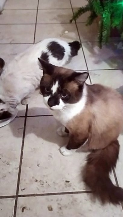 El Gato Chocolate y su amigo el gato pernanca comparte la comida en el mismo plato son amigos y se quieren mucho animales y mascotas