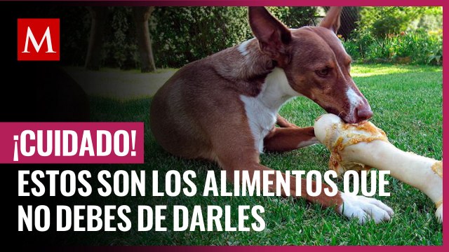 ¡Cuidado! Estos son los alimentos que ni por error debes darle a tu mascota