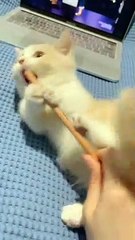 Kitten Is Your Worst Enemy. 7 Ways To Defeat It