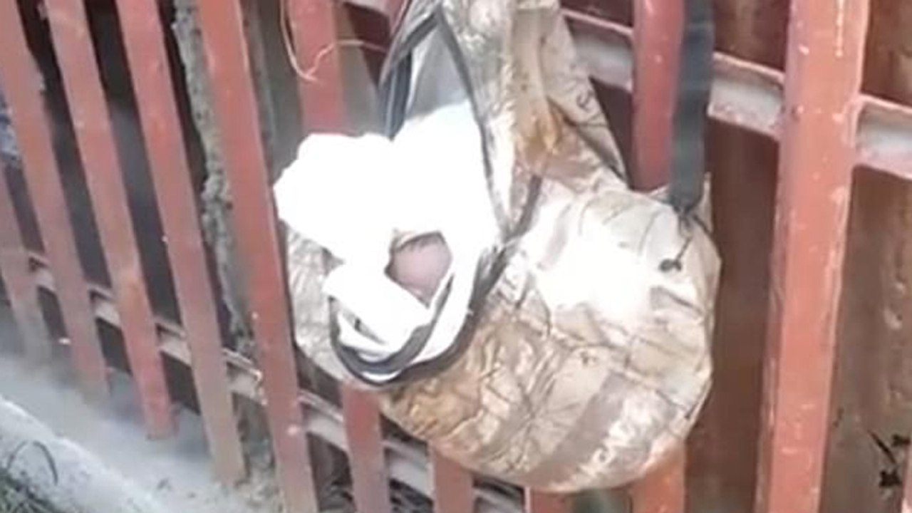 Müllmann hört ein Wimmern im Plastikbeutel: Dann macht er einen unglaublichen Fund