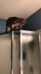 - Cute And Funny Cat -cat Activities Compilation 1