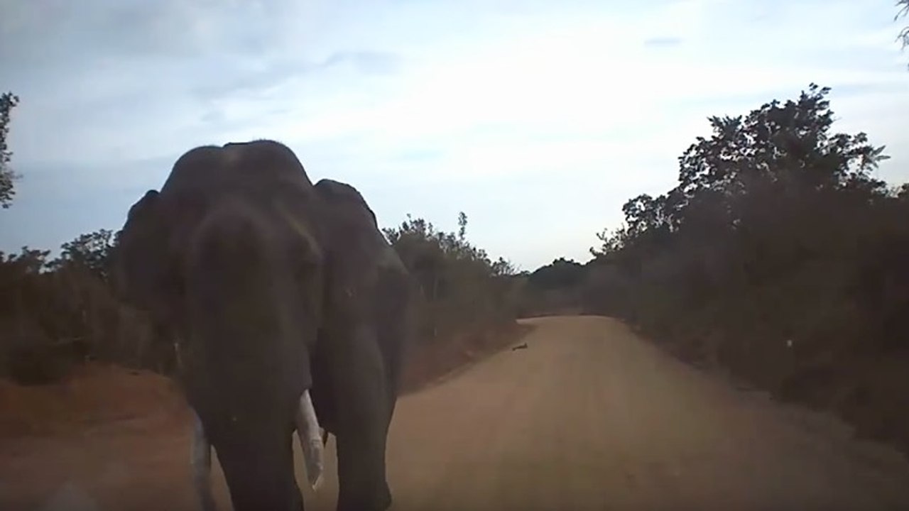 Safari-Jeep nähert sich einem Elefanten: Plötzlich greift das Tier an