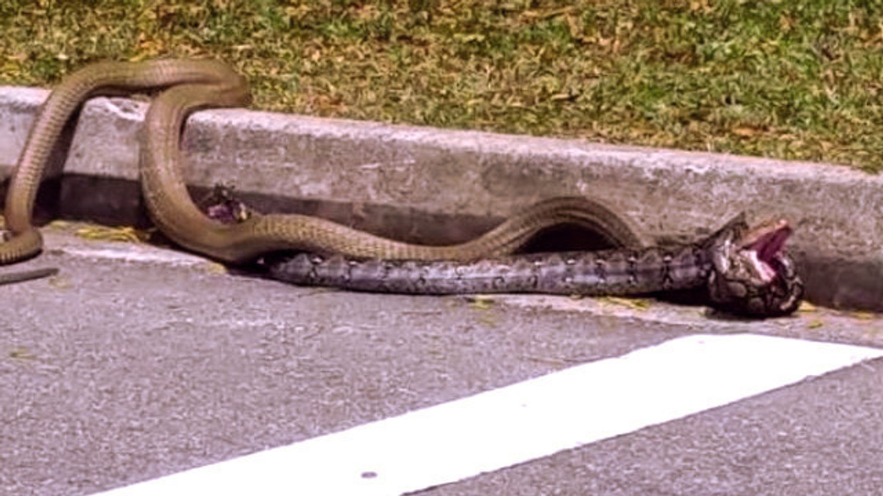 Mitten auf der Straße: Königskobra kämpft gegen Python