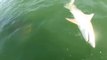 Hai wird von einem monströsen Fisch in nur einem Bissen aufgefressen