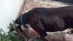 Los perros panchito y rayito comen croquetas en el patio alimentacion sana para caninos entrenados
