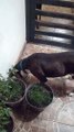 Los perros panchito y rayito comen croquetas en el patio alimentacion sana para caninos entrenados