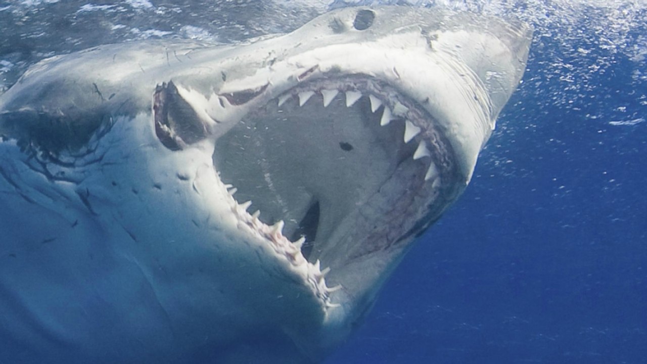 Weißer Hai beißt 13-Jährigen: Video vom Unfallort erschüttert das Netz!