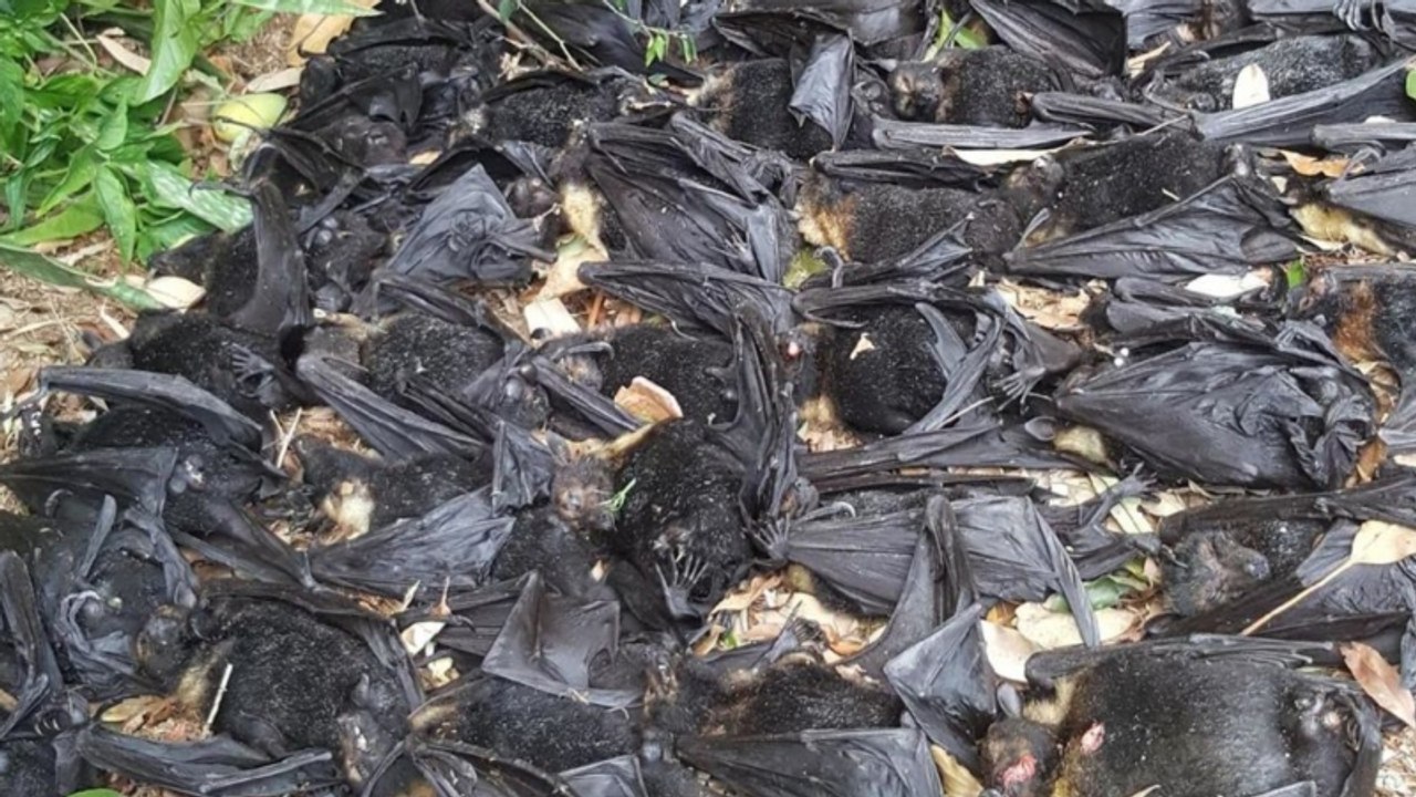 Gruselfund im eigenen Garten: Hunderte Flughunde fallen tot vom Baum und werden zur Gefahr