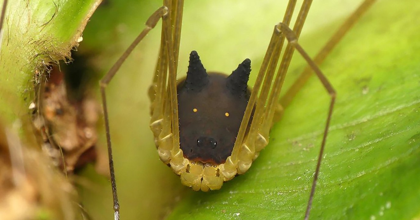 Forscher trifft auf kleines Tier im Regenwald: Es hat einen extrem seltsamen Kopf!