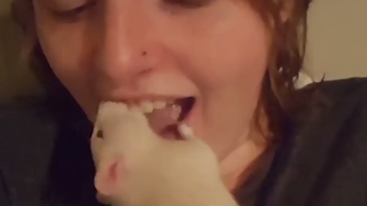 Neuer Ekel-Trend: Zähne putzen mit einer lebendigen Ratte