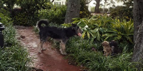 Lady And The Tramp Orijinal Fragman