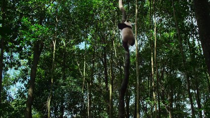 Born In China Orijinal Fragman