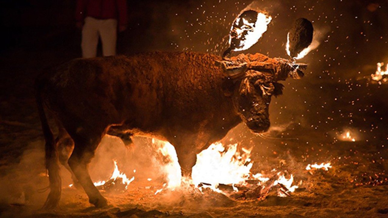 Viel schlimmer als normaler Stierkampf: Die Jagd auf Toro de Fuego!