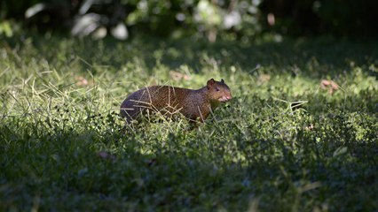 Schlechte Nachrichten: Nager übertragen Virus beunruhigend schnell