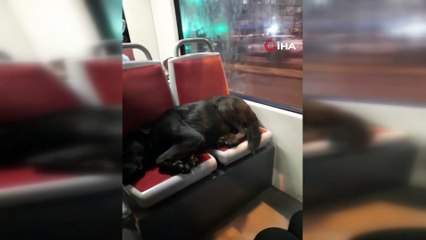 Tramvayın sevimli yolcusu uyuyarak İstanbul turu attı
