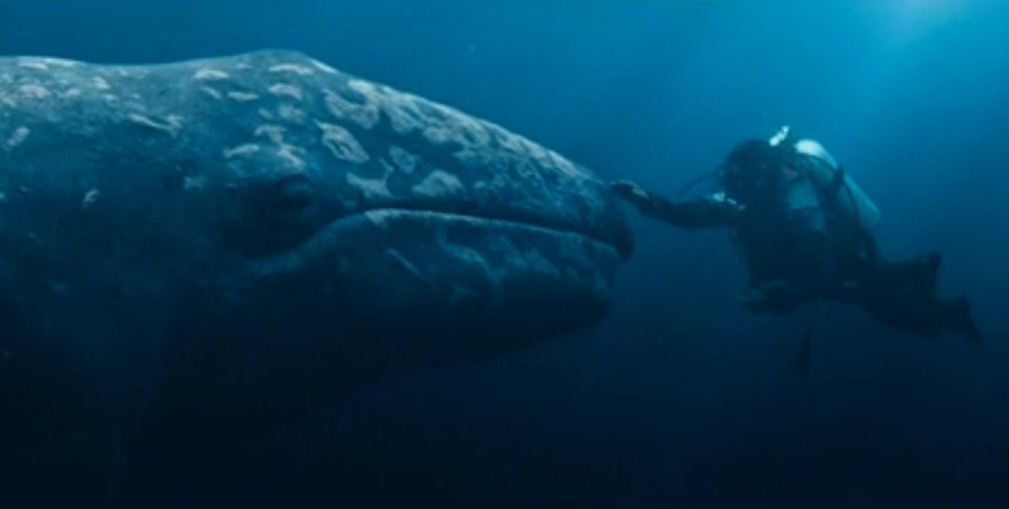 Miracle en Alaska ou comment défendre la cause des mammifères avec Drew Barrymore