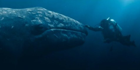 Miracle en Alaska ou comment défendre la cause des mammifères avec Drew Barrymore