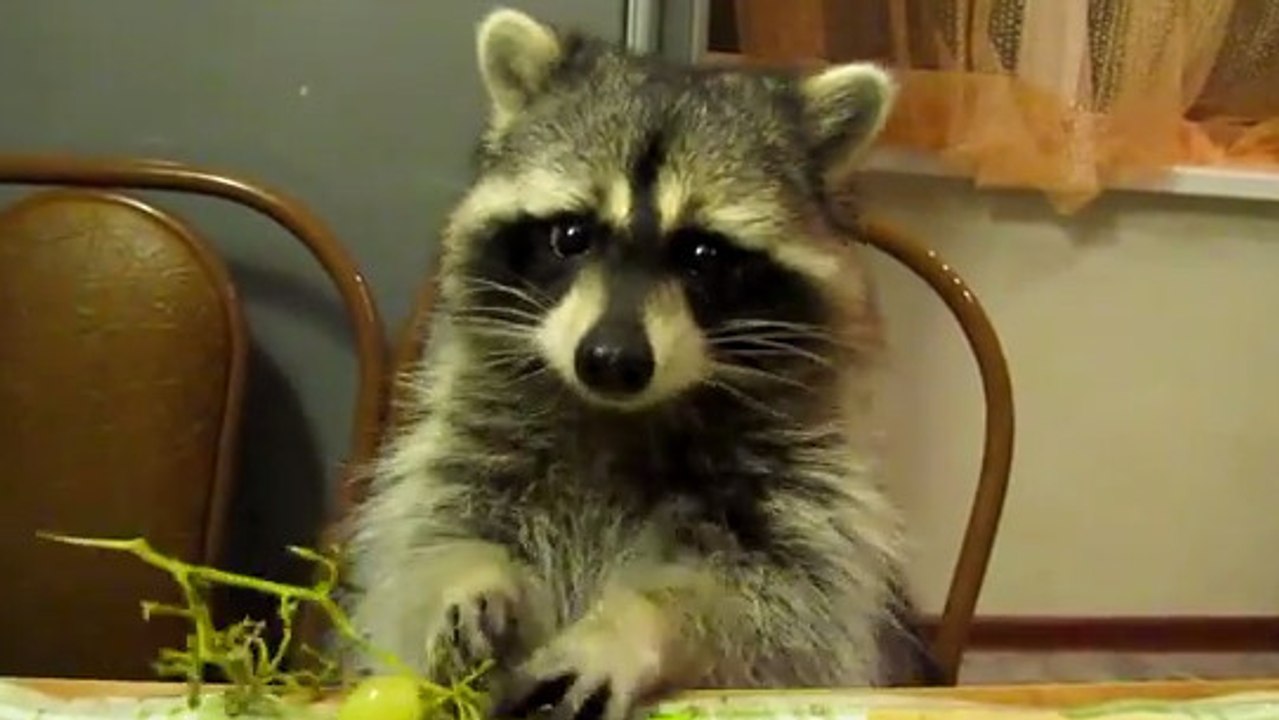 Un raton laveur mange une grappe de raisin