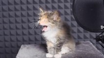 Découvrez ces adorables chatons russes qui chantent