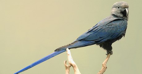 Diese Tiere werden in diesem Jahr für immer von der Erde verschwinden