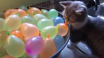 Un chaton joue avec des ballons de baudruche