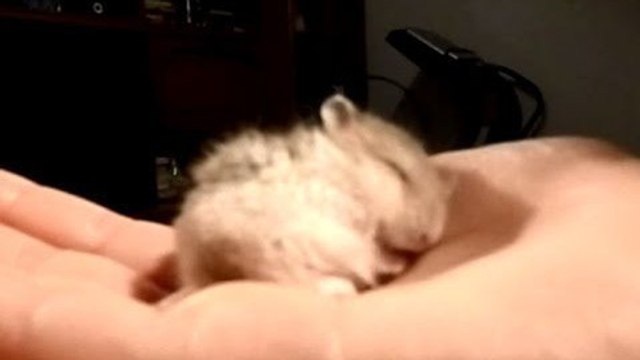 Avez-vous déjà entendu un hamster ronfler ?