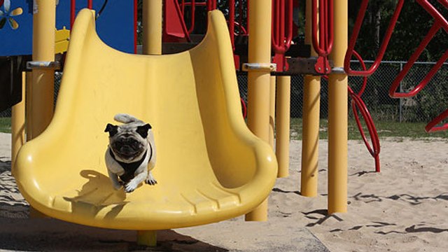 Ces carlins sur des toboggans vont vous faire craquer