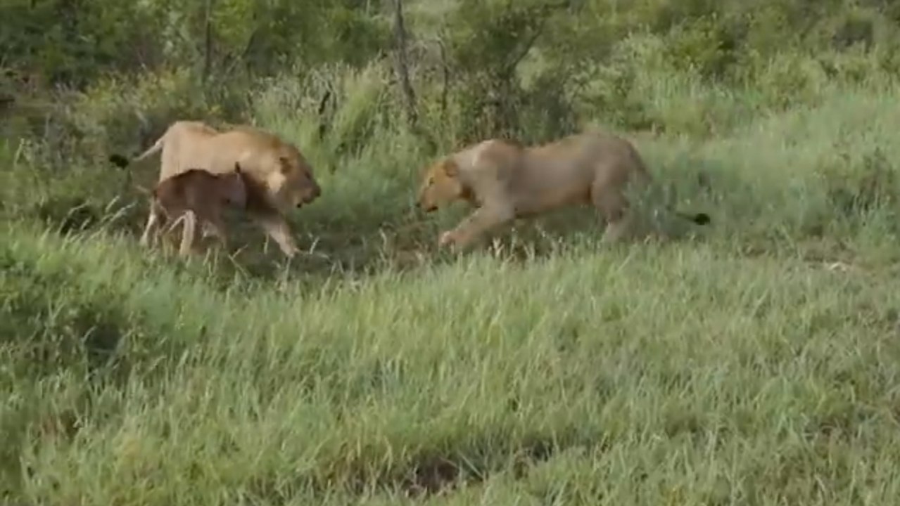 Babygnu trifft auf zwei Löwen - da tut einer etwas völlig Unerwartetes! (Video)