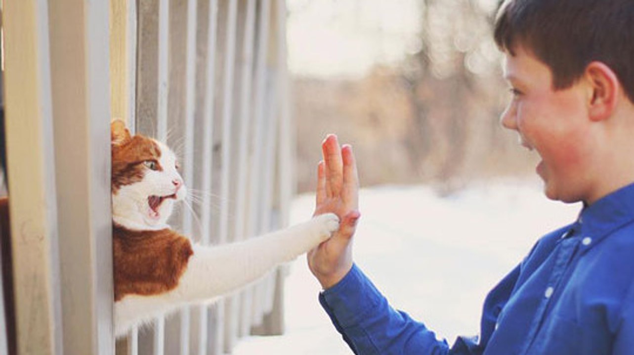 Ces chats font des high-five à leurs maîtres