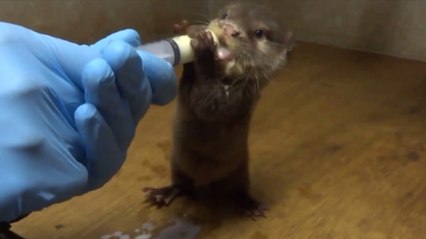 Un bébé loutre boit du lait et nous fait craquer