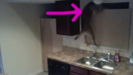 Insolite : un chien s'évade d'une cuisine