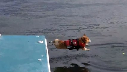 Un chien fait un drôle de plongeon