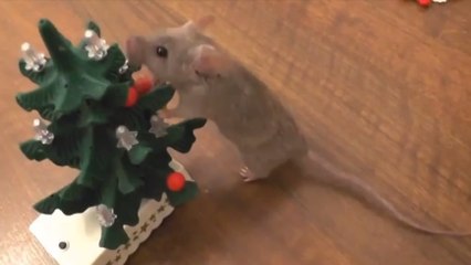 Un rat décore son sapin de Noël tout seul