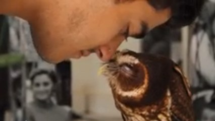 Un bisou esquimau entre un homme et une chouette