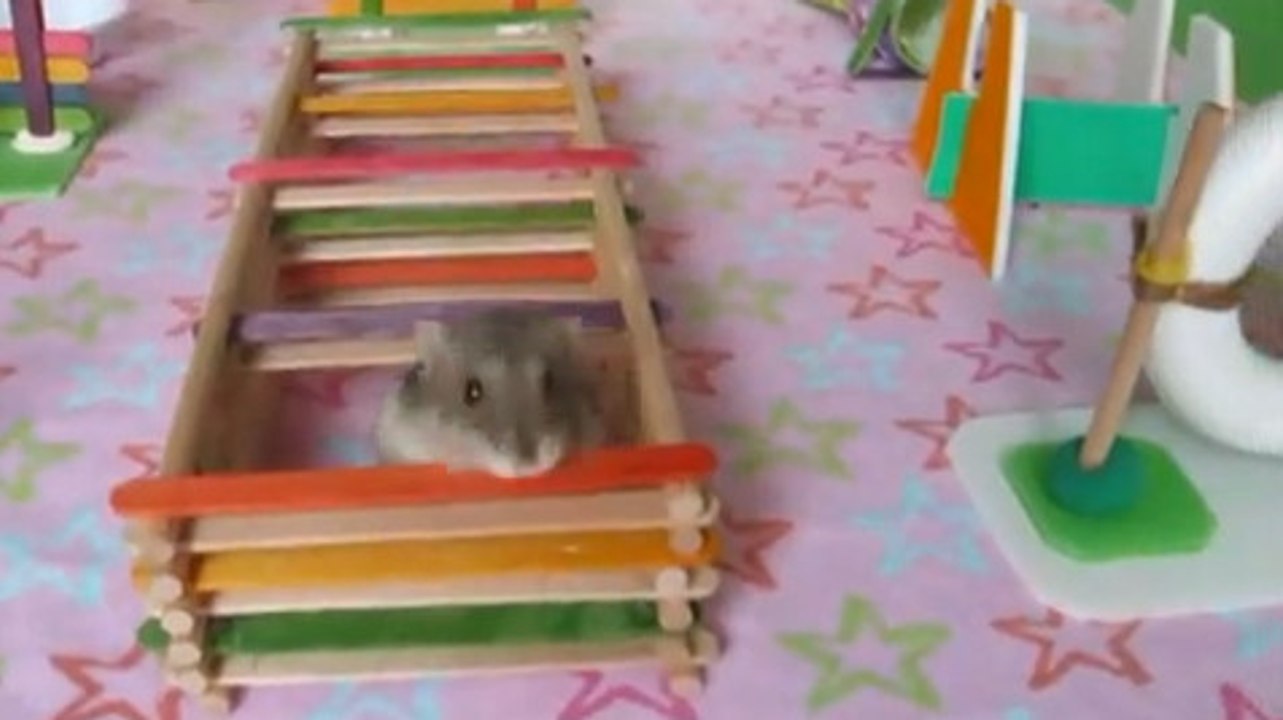 Un hamster fait un parcours d'agilité