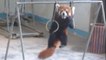 Un panda roux fait de la gym