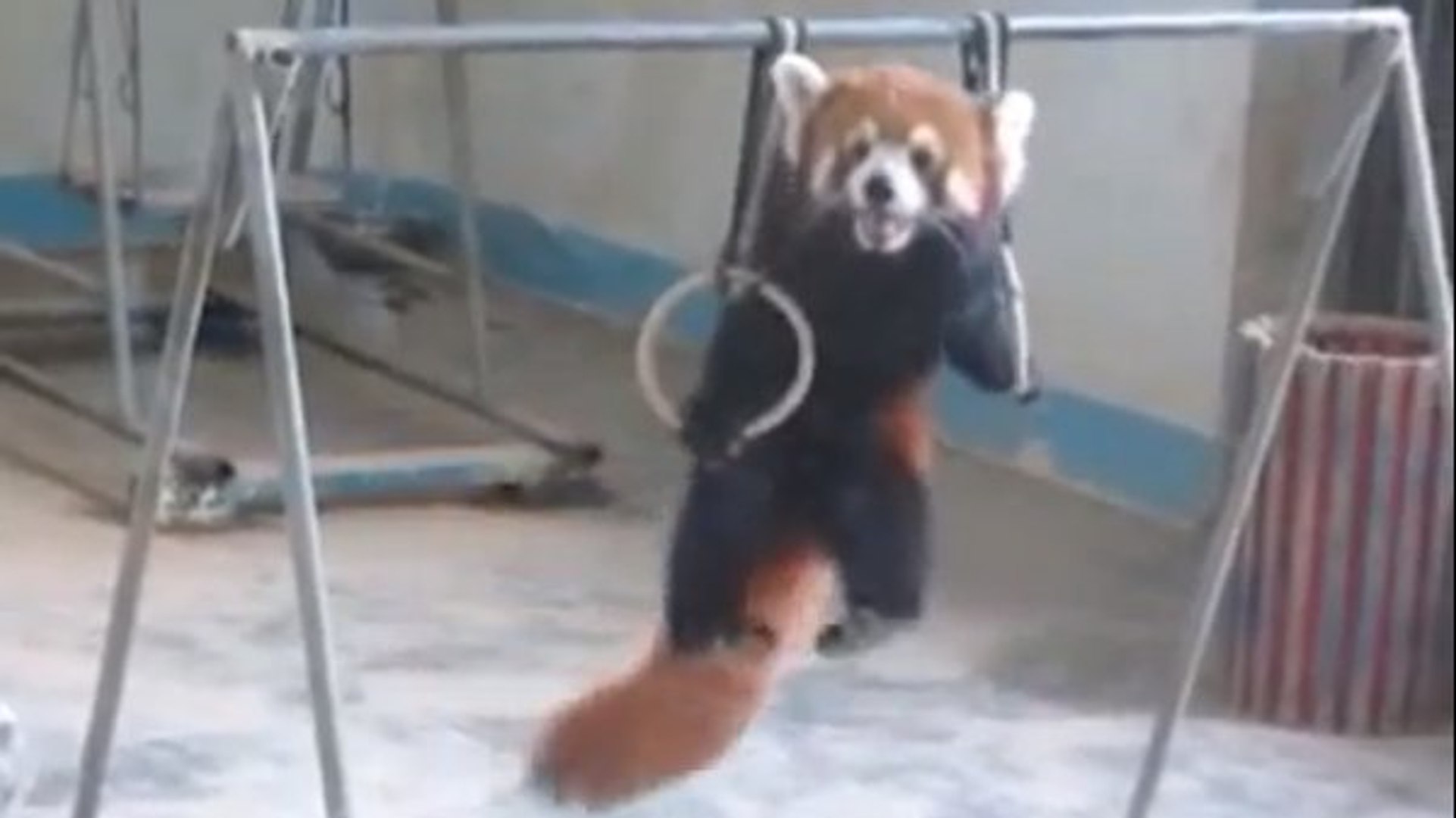 Panda Roux En Train De Manger Ailurus Fulgens — Wikipédia