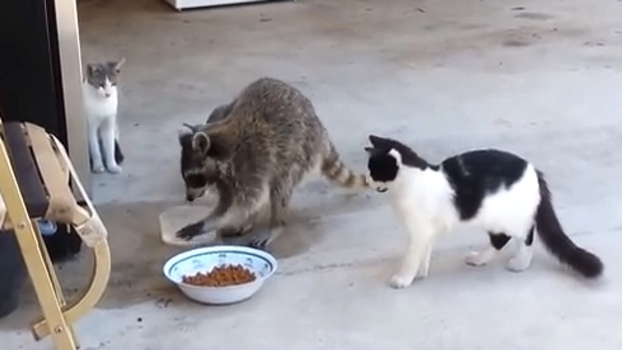 Un raton laveur vole des croquettes et s'enfuit avec