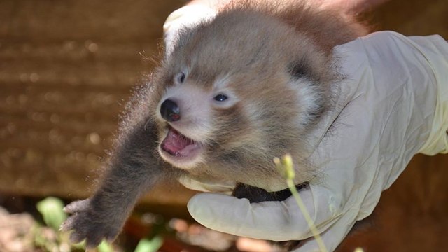 Deux bébés pandas roux sont nés. Vous allez forcément craquer