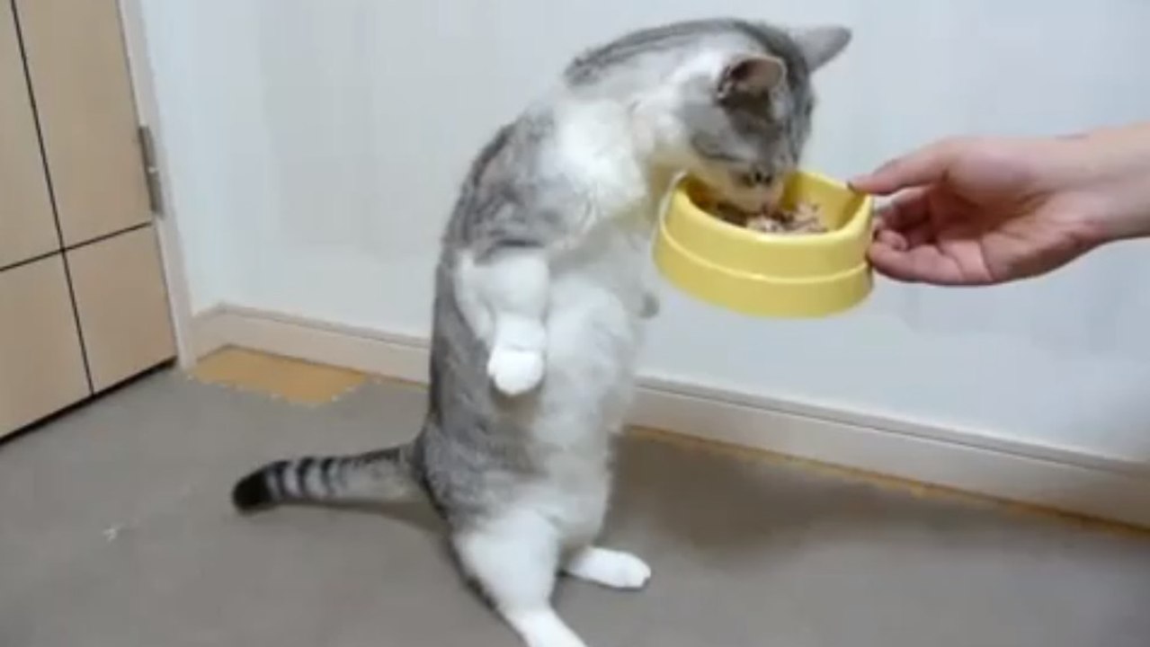 Un chat mange ses croquettes debout