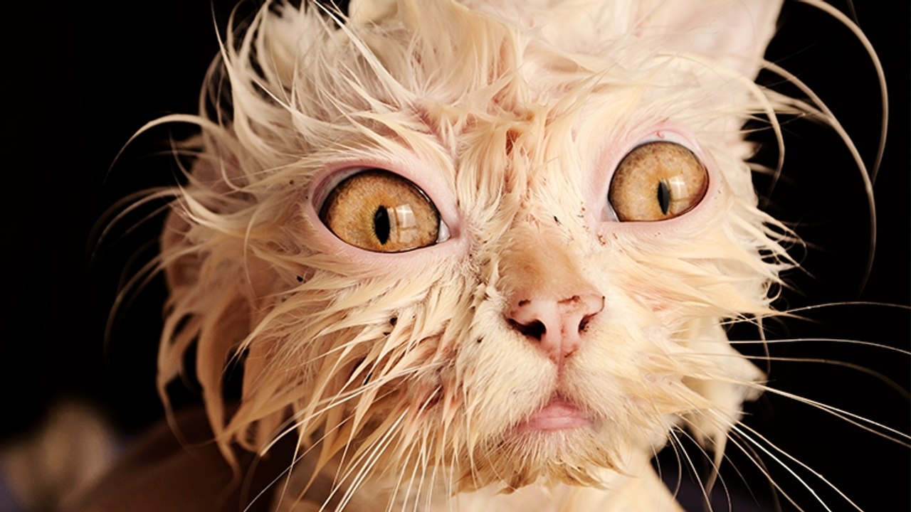 2 Millionen Katzen sollen in Australien mit elendiger Methode getötet werden