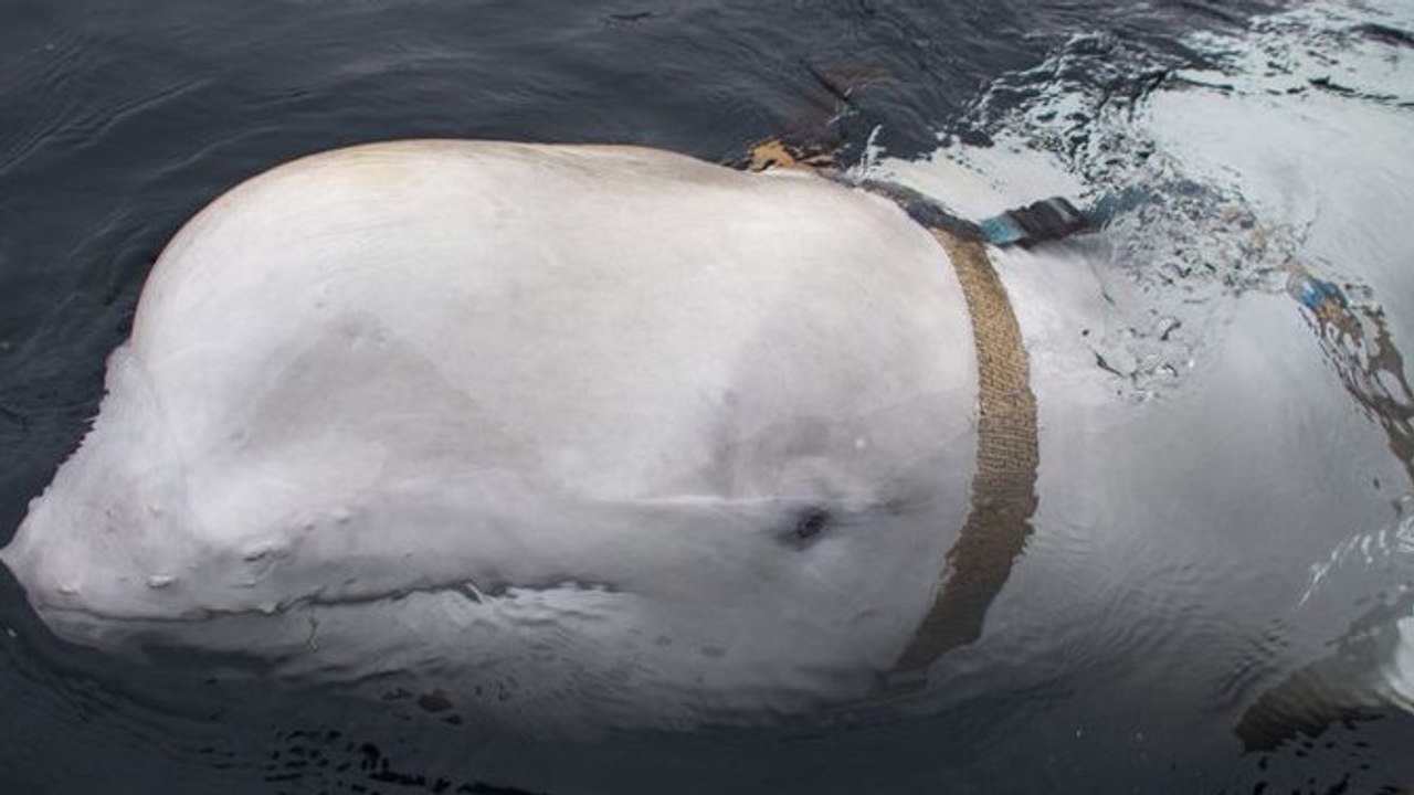 Ein Wal wurde entdeckt, der unter Verdacht steht, für Russland zu spionieren (VIDEO)