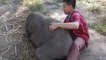Ce bébé éléphant n'est pas commun, et va vous donner envie de l'adopter