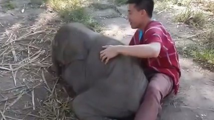 Ce bébé éléphant n'est pas commun, et va vous donner envie de l'adopter