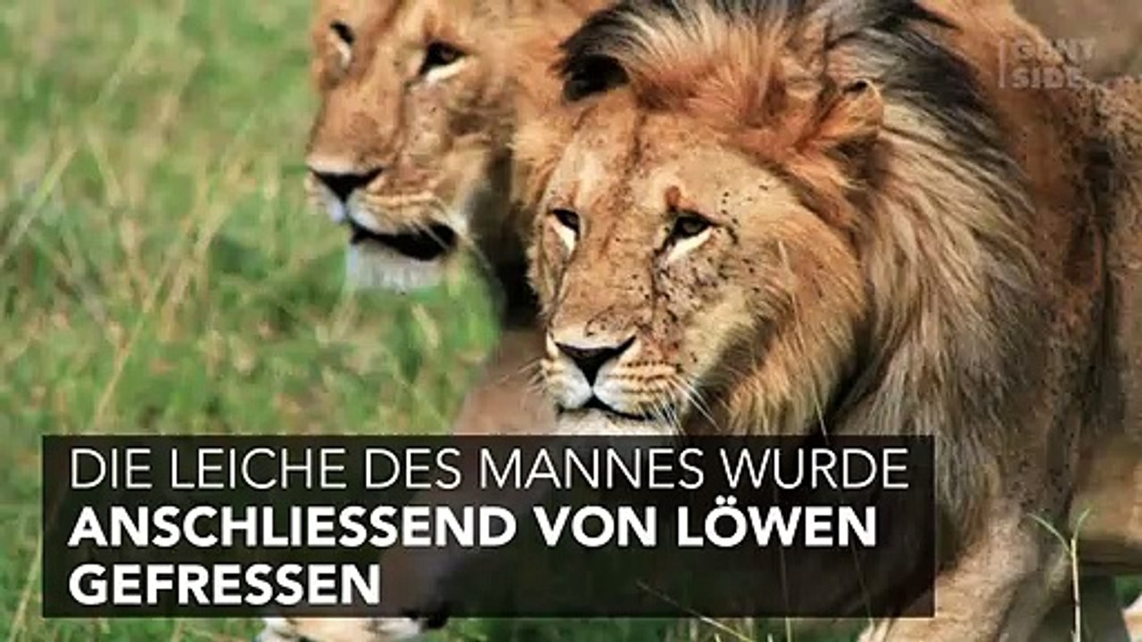 Wilderer: Beim Versuch Nashörner zu töten, rächt sich die Natur auf's Übelste an ihm